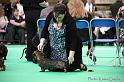 Crufts2011_2 982